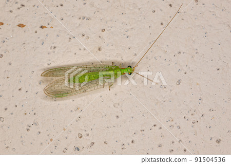 Adult Typical Green Lacewing 91504536