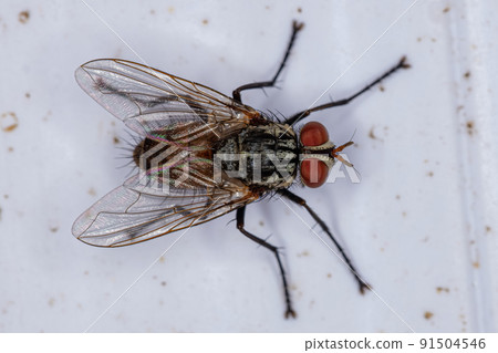 Adult Bristle Fly 91504546