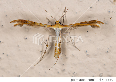 Adult Plume Moth Adult Plume Moth 91504559