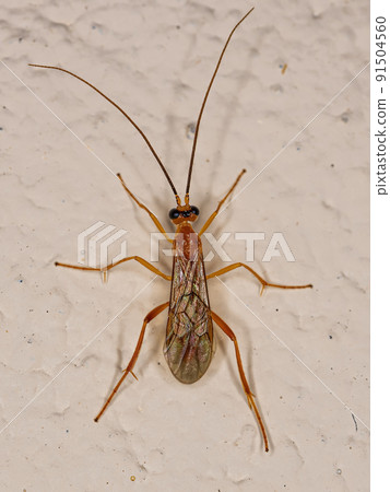 Adult Braconid Wasp 91504560