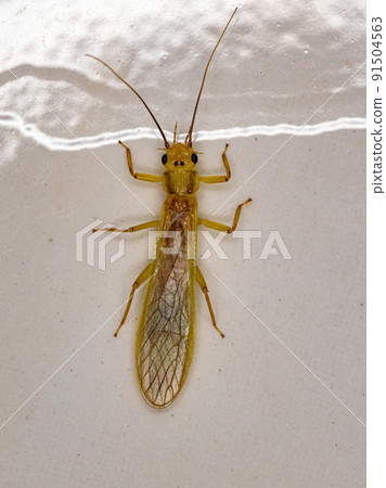 Adult Common Stonefly insect Adult Common Stonefly insect 91504563