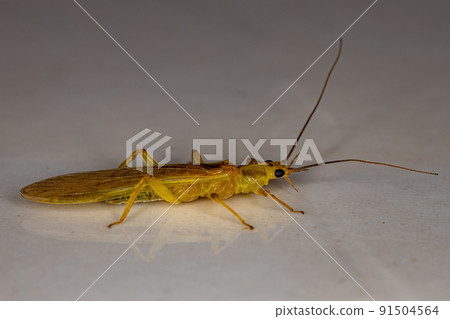 Adult Common Stonefly insect Adult Common Stonefly insect 91504564
