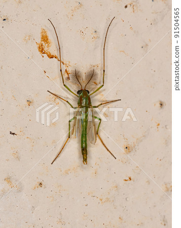 Adult Non-biting Midge Adult Non-biting Midge 91504565