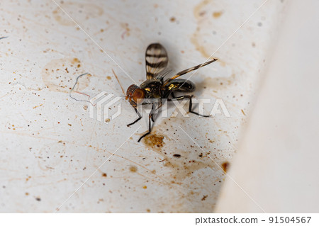 Adult Picture-winged Fly 91504567