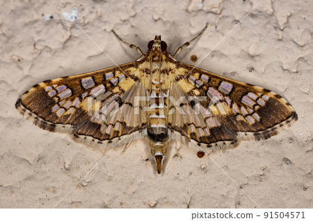 Adult Assembly Moth 91504571