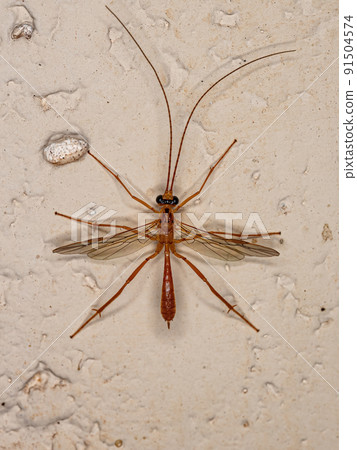 Adult Braconid Wasp 91504574
