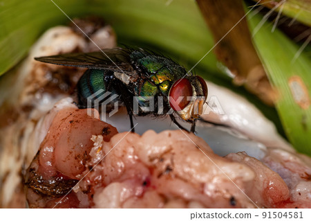 Adult Greenbottle Fly 91504581