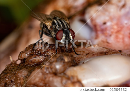 Adult House Fly 91504582