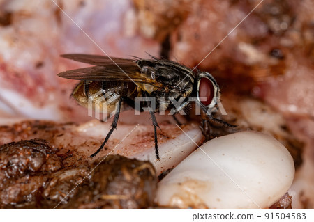 Adult House Fly Adult House Fly 91504583