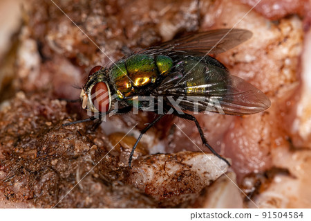 Adult Greenbottle Fly 91504584