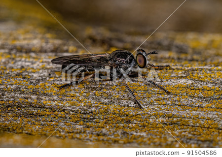 Adult Robber Fly 91504586