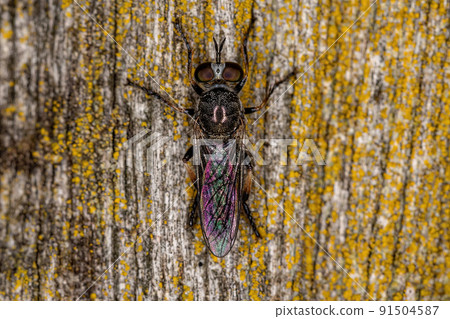 Adult Robber Fly 91504587