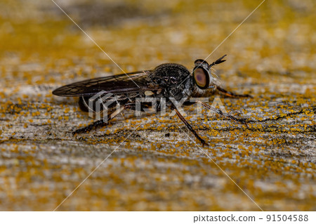 Adult Robber Fly 91504588