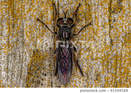 Adult Robber Fly 91504589