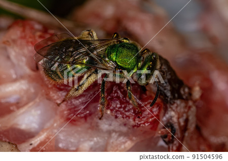 Adult Augochlorine Sweat Bee Adult Augochlorine Sweat Bee 91504596
