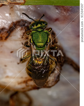 Adult Augochlorine Sweat Bee Adult Augochlorine Sweat Bee 91504597