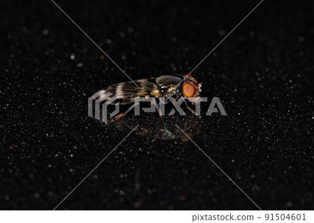 Adult Picture-winged Fly 91504601