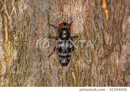 Adult Picture-winged Fly Adult Picture-winged Fly 91504608