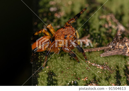 Small Jumping spider Small Jumping spider 91504613