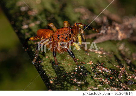Small Jumping spider Small Jumping spider 91504614