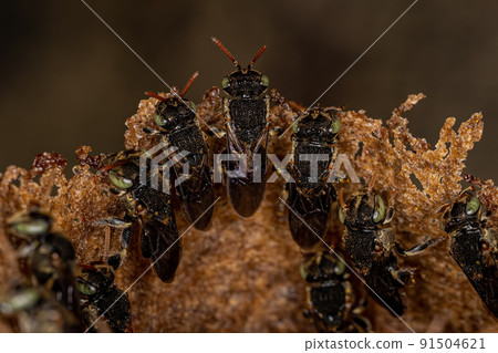 Adult Stingless Bee Adult Stingless Bee 91504621