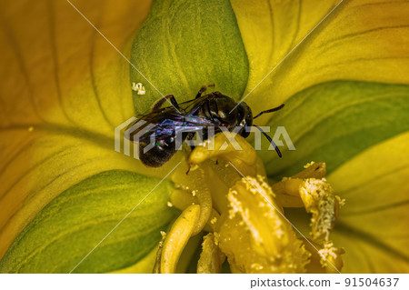 Adult Metallic Sweat Bee 91504637