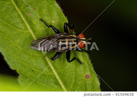Adult Flesh Fly Adult Flesh Fly 91504638