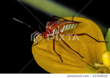 Adult Leaf-footed Bug 91504639