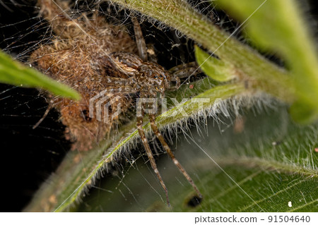 Adult Female Nursery Web Spider Adult Female Nursery Web Spider 91504640