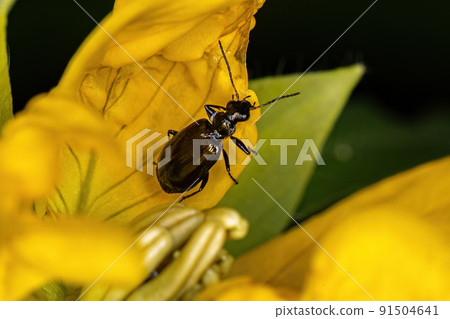 Adult Ground Beetle Adult Ground Beetle 91504641