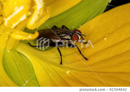 Adult Flesh Fly Adult Flesh Fly 91504642
