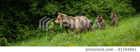 Brown bear with cubs standing on meadow with copy space 91504661