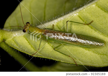 Adult Acontistid Mantis Adult Acontistid Mantis 91505169