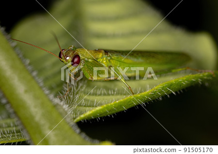 Adult Acontistid Mantis Adult Acontistid Mantis 91505170