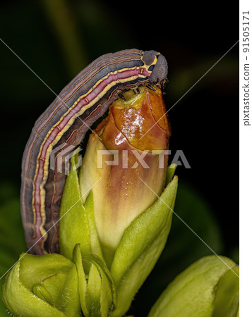 Macroglossine Sphinx Moth Caterpillar Macroglossine Sphinx Moth Caterpillar 91505171