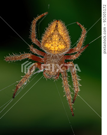 Female Adult Typical Orbweaver Female Adult Typical Orbweaver 91505172