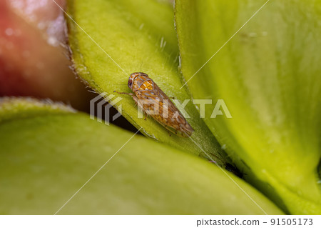 Adult Typical Leafhopper Adult Typical Leafhopper 91505173
