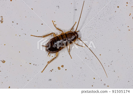 American Cockroach Nymph American Cockroach Nymph 91505174