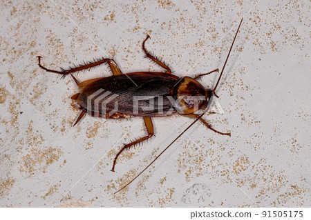 Adult American Cockroach Adult American Cockroach 91505175