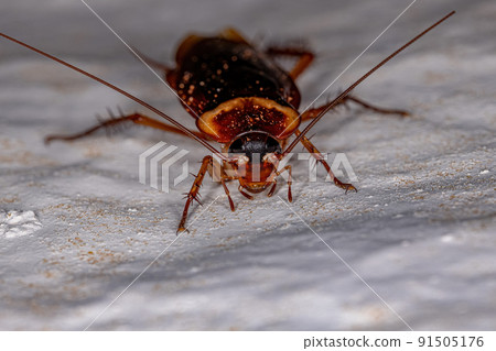 Adult American Cockroach Adult American Cockroach 91505176