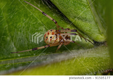 Small Brown Widow Spider Small Brown Widow Spider 91505177