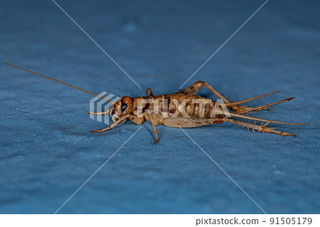 Female Field Cricket 91505179