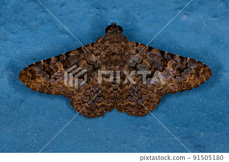Adult Moth Insect Adult Moth Insect 91505180
