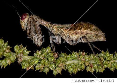 Acontistid Mantis Nymph Acontistid Mantis Nymph 91505181