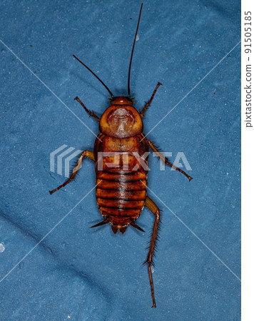 American Cockroach Nymph 91505185