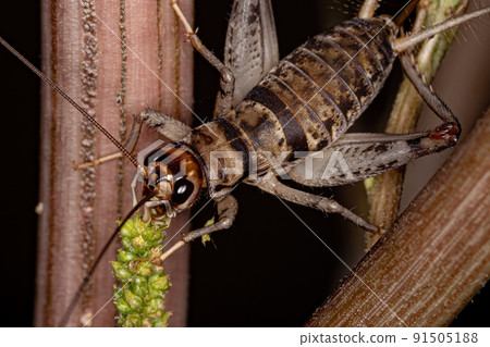 Small Field Cricket 91505188