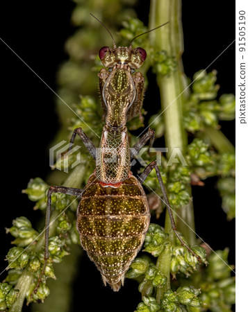 Acontistid Mantis Nymph 91505190