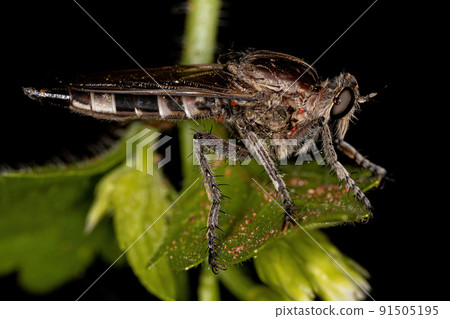 Adult Robber Fly Adult Robber Fly 91505195