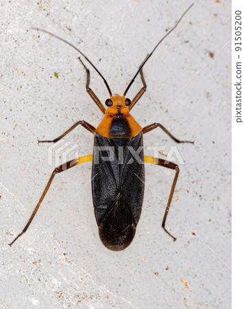 Adult Plant Bug 91505200