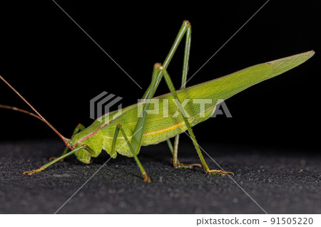 Adult Phaneropterine Katydid Adult Phaneropterine Katydid 91505220